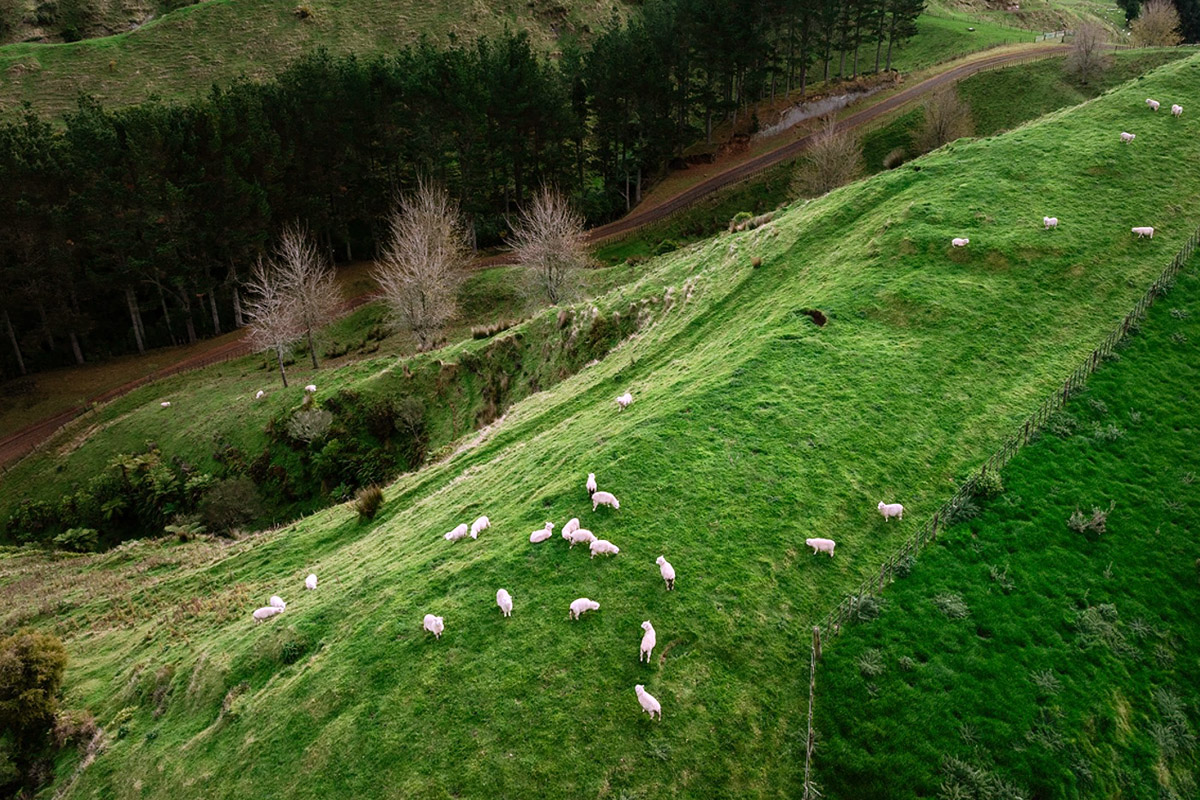 Advisor and farmer walking together on a New Zealand hill farm